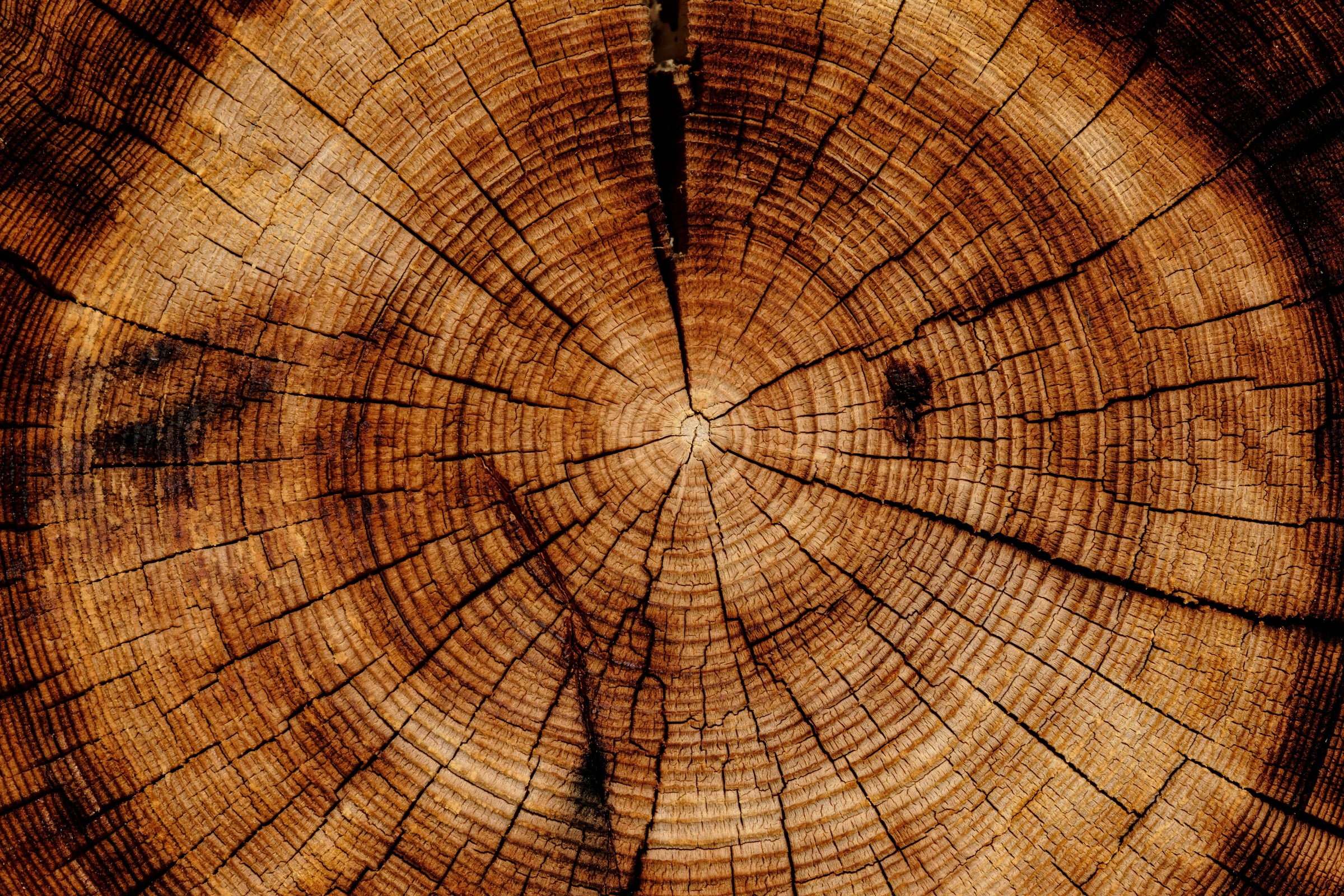 woody perfumes parfums boisés akro