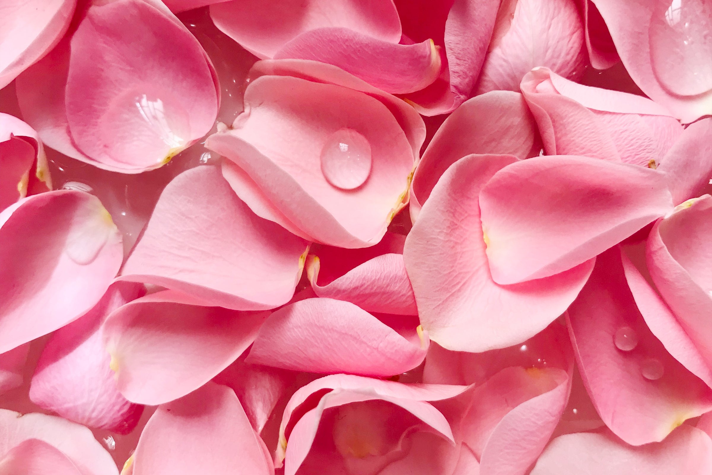 floral family fragrances parfums floraux